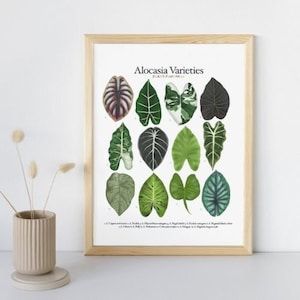 Alocasia Sorten - Pflanzenbestimmung Tabelle - Digitaler Download