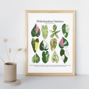 100 Stück handgeschnitzte Philodendron-Varietäten