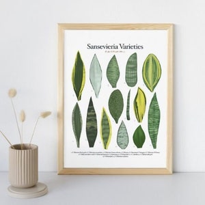 Variedades de Sansevieria - Cuadro de identificación de plantas - Descarga digital