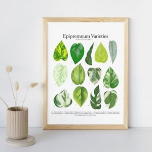 Variedades de Epipremnum - Tabela de identificação de plantas - Download digital
