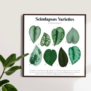 Scindapsus Varieties - Plant Identification Chart - Digital Download