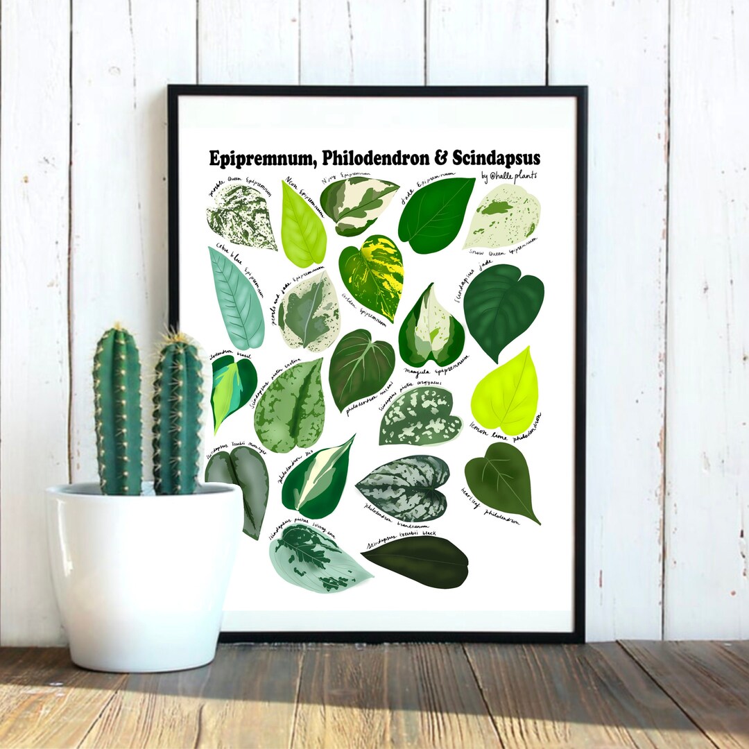 Epipremnum, Philodendron and Scindapsus Varieties - Plant Identification  Chart - Digital Download - Etsy