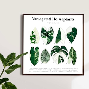 Variegated Varieties - Plant Identification Chart - Digital Download