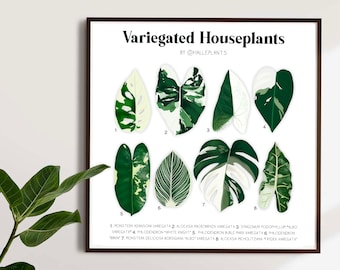 Variegated Varieties - Plant Identification Chart - Digital Download