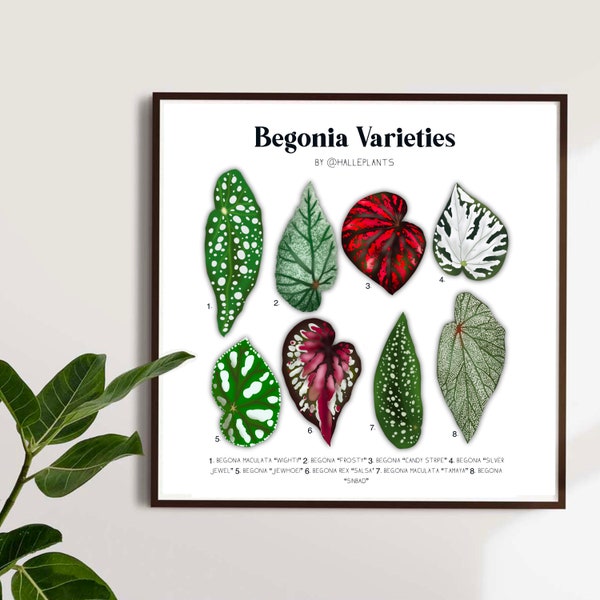 Begonia Varieties - Plant Identification Chart - Digital Download