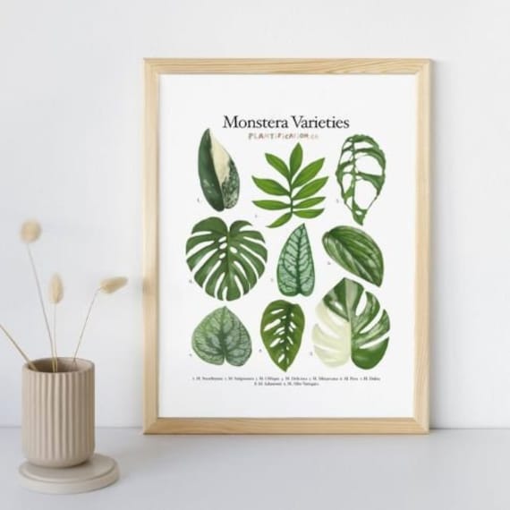 Monstera Varieties - Plant Identification Chart Digital Download - Etsy