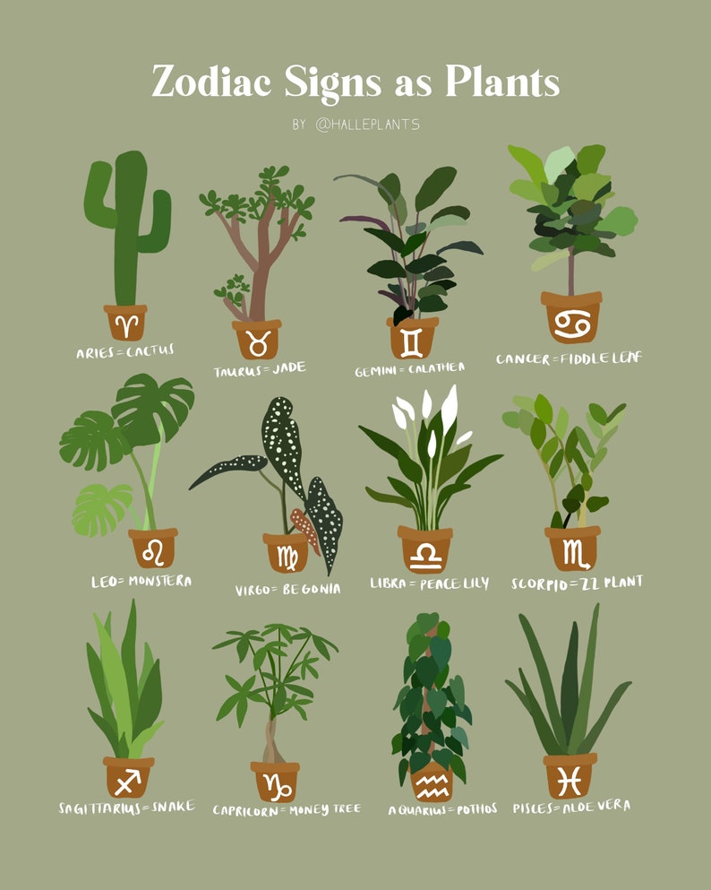 Zodiac Signs as Plants XL Etsy