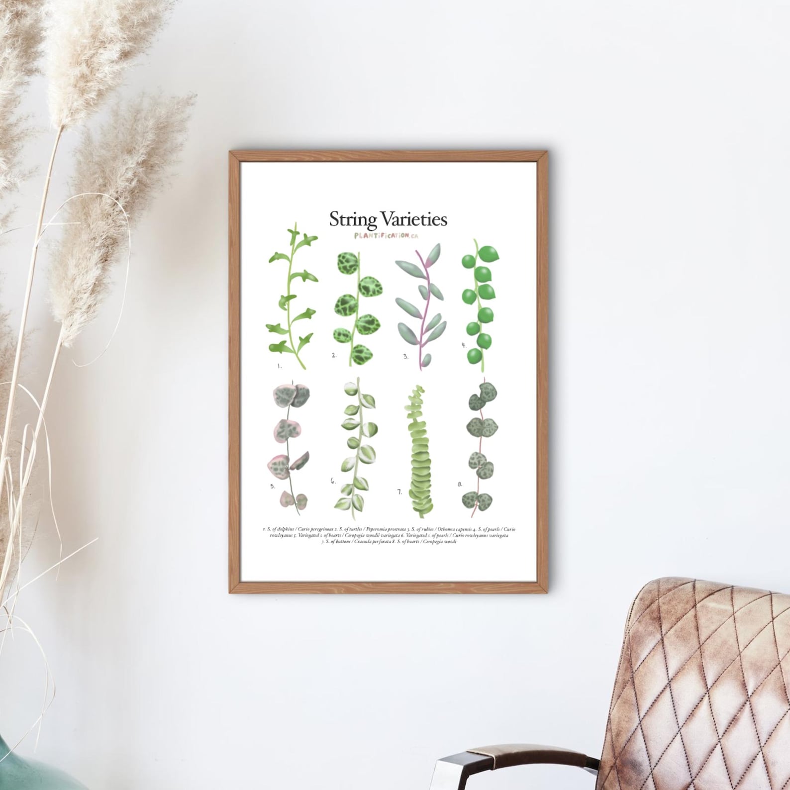 String Varieties - Plant Identification Chart - Digital Download - Etsy