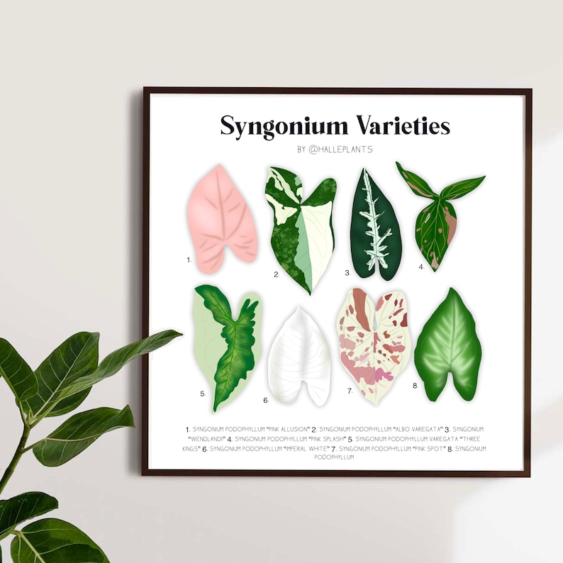 Syngonium Varieties Plant Identification Chart Digital Etsy