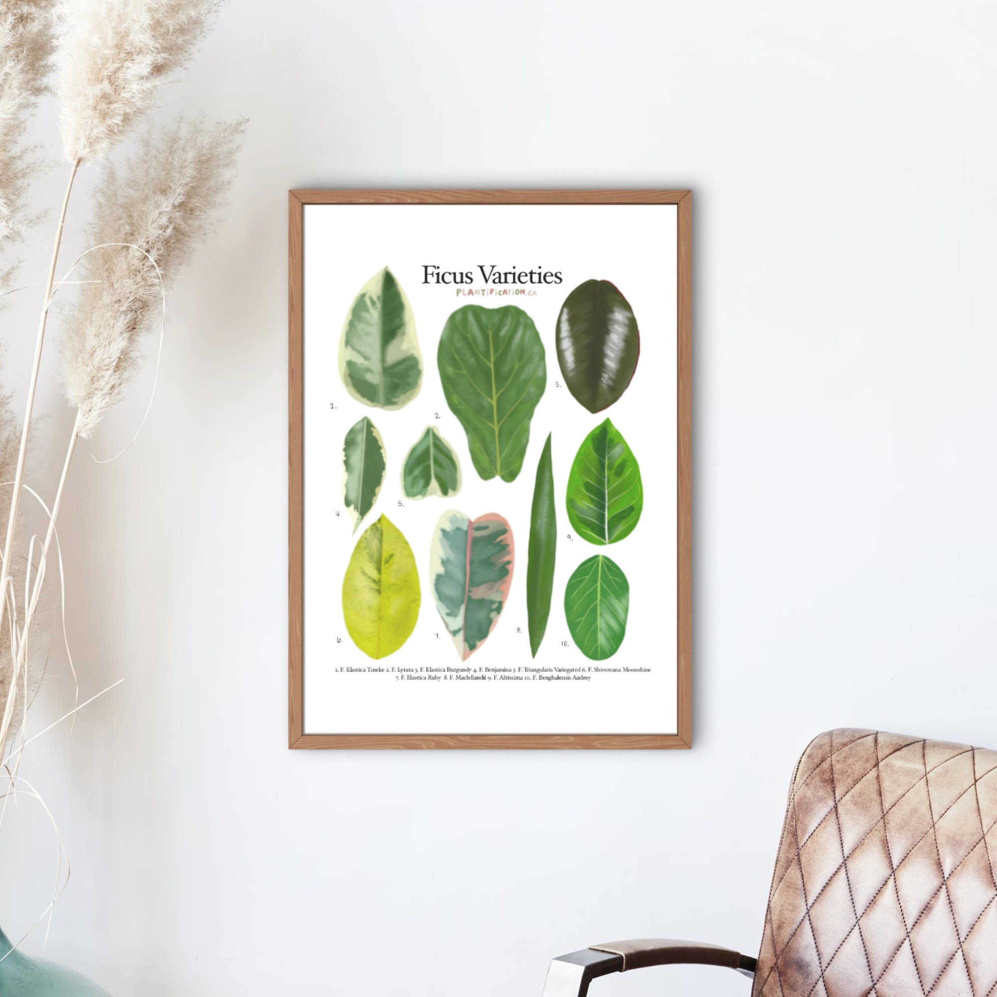 Ficus Varieties - Plant Identification Chart - Digital Download - Etsy