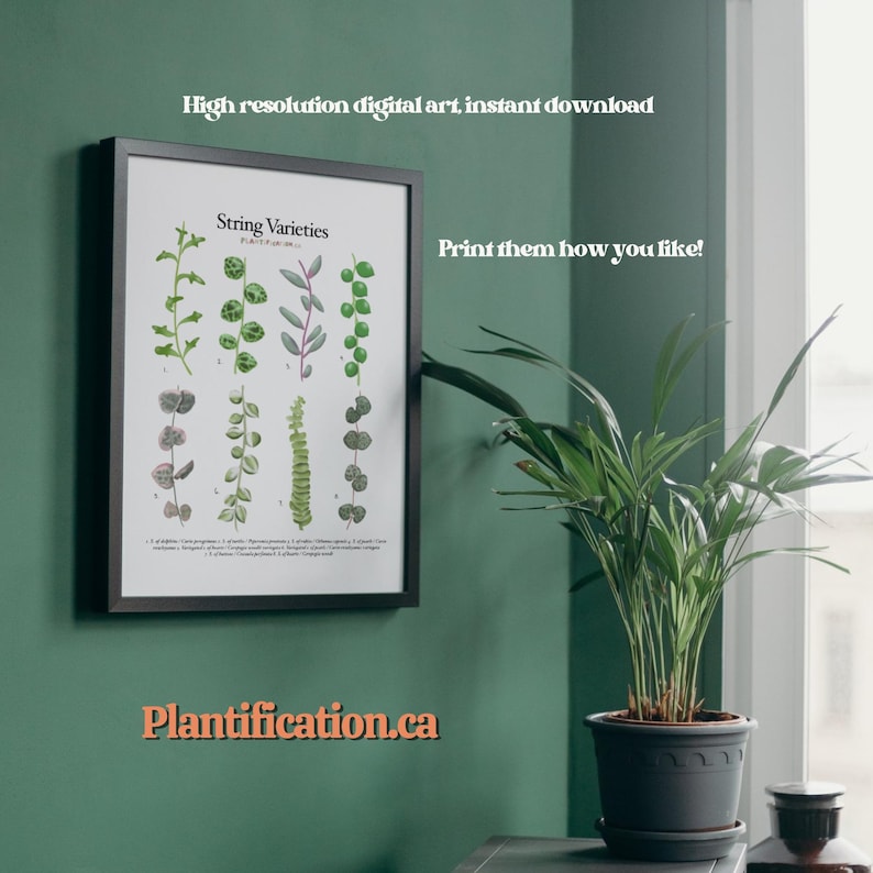 String Varieties - Plant Identification Chart - Digital Download - Etsy