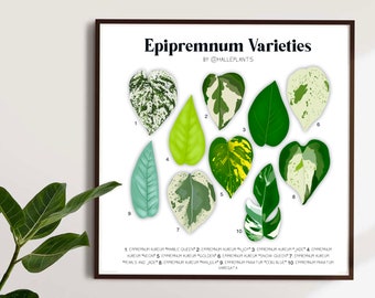 Epipremnum Varieties - Plant Identification Diagram - Digital Download