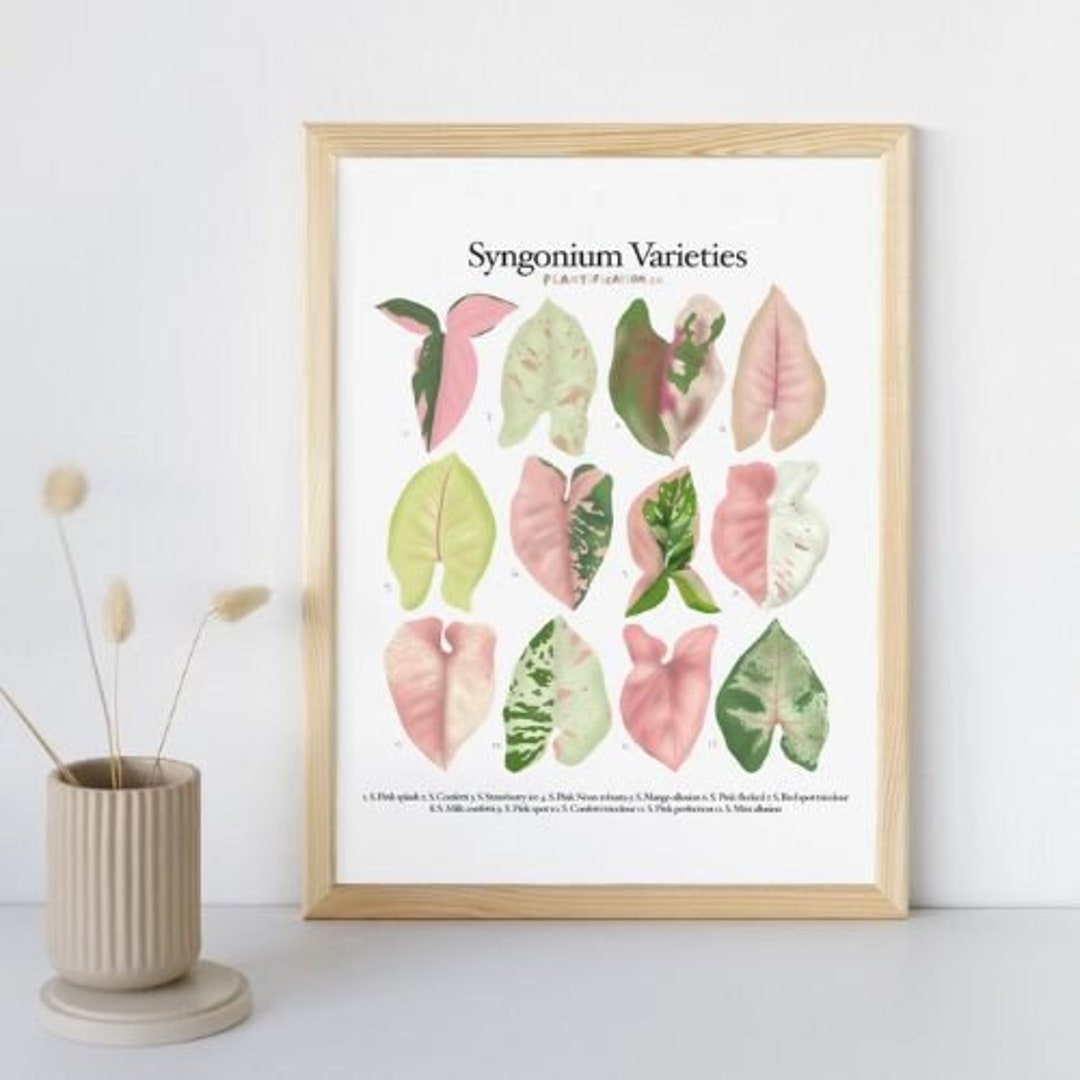 Pink Syngonium Varieties Plant Identification Chart Digital