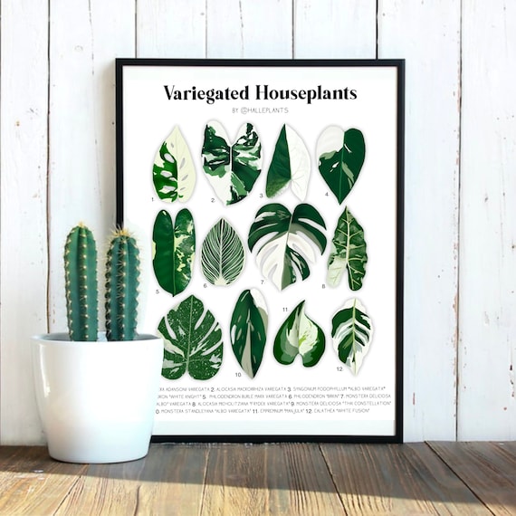 saatgut minze Anzuchtset Minigarten Cocktail Minze online Gartenpflanze kaufen main image 1