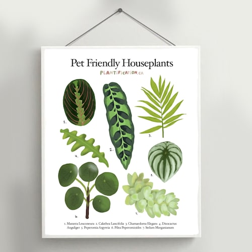 money plant tree near me Money Tree Plant with Planter - Small (12"-16" tall) Cream Planter