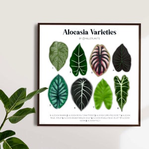 Alocasia Sorten - Pflanzenbestimmung Tabelle - Digitaler Download