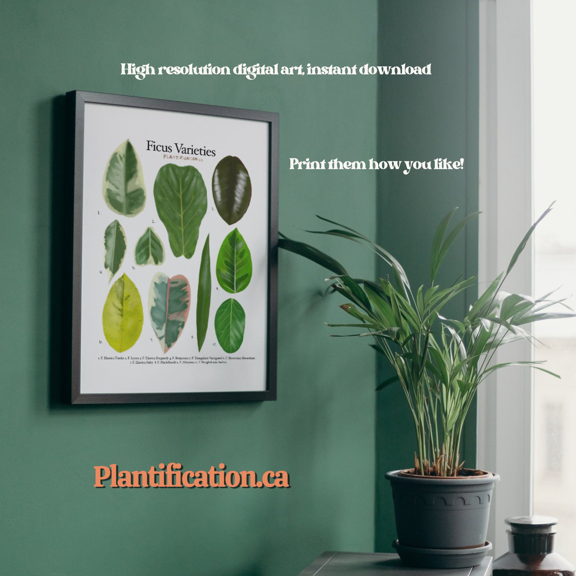 Ficus Varieties - Plant Identification Chart - Digital Download - Etsy