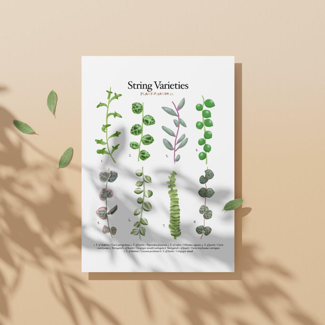 String Varieties - Plant Identification Chart - Digital Download - Etsy