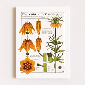 Downloadable Prints | Botanical Illustration | Art Nouveau Flowers | French Print | Floral Wall Art | Printable Wall Art
