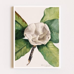Downloadable Prints | Flower Painting | Botanical Illustration | Watercolor Magnolia Print | Printable Wall Art