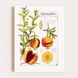 Downloadable Prints | Botanical Illustration | Pomegranate Art | Fruit Wall Art | French Print | Printable Wall Art