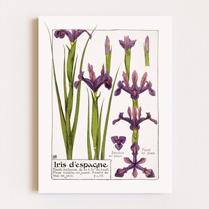 Downloadable Prints | Botanical Illustration | Art Nouveau Flowers | French Print | Floral Wall Art | Printable Wall Art