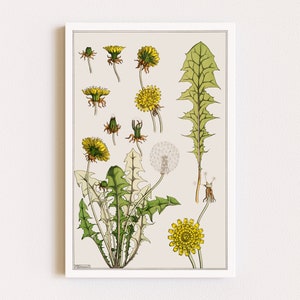 Downloadable Prints | Botanical Illustration | Dandelion Print | Cottagecore Decor | Wildflower Print | Printable Wall Art