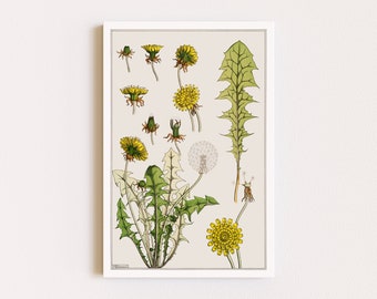 Wydruki do pobrania | Ilustracja botaniczna | Wydruk z mniszkiem lekarskim | Wystrój Cottagecore | Wydruk z dzikimi kwiatami | Wydrukowana sztuka ścienna