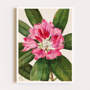 Downloadable Prints | Pink Rhododendron Art | Watercolor Flower Painting | Botanical Illustration | Printable Wall Art