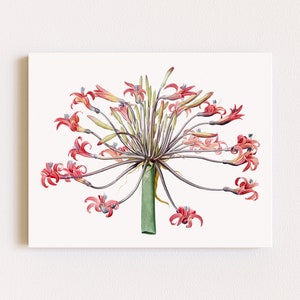 Downloadable Prints | Botanical Illustration | Pink Floral Wall Art | Nature Prints | Minimalist Art | Printable Wall Art