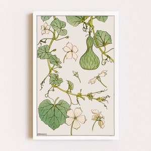Downloadable Prints | Botanical Illustration | Gourd Flowers | Cottagecore Decor | Wildflower Print | Printable Wall Art