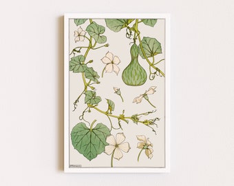 May include: A vintage botanical illustration of a gourd vine with white flowers and green leaves. The gourd is green with a light green striped pattern.