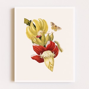 Downloadable Prints | Botanical Illustration | Banana Fruit Print | Vintage Flower Print | Printable Wall Art