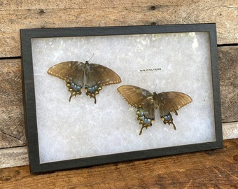 May include: Two Papilio polyxenes butterflies are displayed in a black frame with a white background. The butterflies are mounted with their wings spread out. The text "PAPILIO POLYXENES" is printed on the white background.