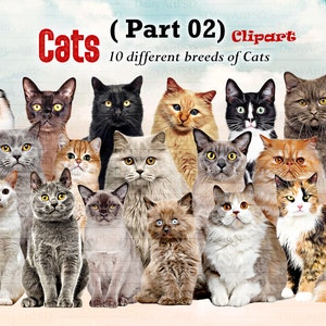 Cats Breeds sitting in front Clipart "CATS CLIPART 02 " Birman, Black Cat, Bombay, British shorthair...Cats Lovers, Customizable, Gift Ideas