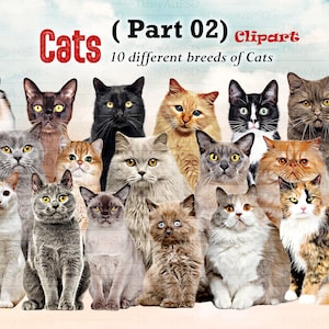 Cats Breeds sitting in front Clipart "CATS CLIPART 02 " Birman, Black Cat, Bombay, British shorthair...Cats Lovers, Customizable, Gift Ideas