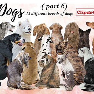Clipart de raças de cães "CÃES CLIPART ANIMAIS DE ESTIMAÇÃO 06 ", Australian Cattle Dog, Bouvier Des Flandres, Cane Corso ... Dog Lovers Clipart, customizável