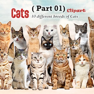 Katzenrassen sitzend vorn Clipart "CATS CLIPART 01" Cat Aegean, American Curl, American Shorthair ... Katzen Liebhaber Clipart, Individualisierbar