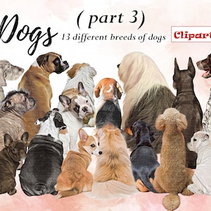 Dog Breeds Clipart "DOGS CLIPART PETS 03 " , Beagle, Boxer, Hairless Mixed-breed dog ... Dog Lovers Clipart, Customizable