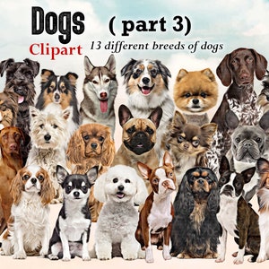 Razas de perros sentados en frente Clipart "DOGS CLIPART 03", Pastor Australiano, Boston Terrier, Papillon ... Dog Lovers Clipart, Personalizable