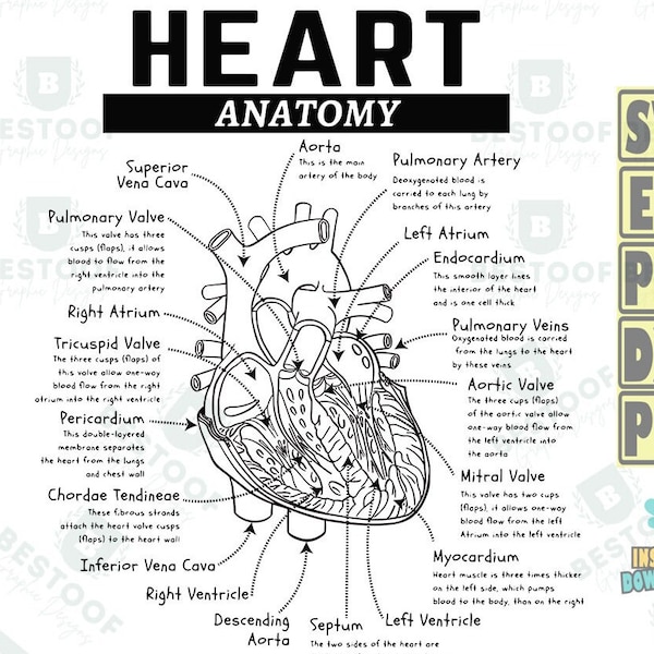 Anatomical Heart Png, Human Heart Anatomy Svg, Nursing Student Png, Heart Anatomy Png, Nurse Funny Png, Valentines Day Png, Nurse Png