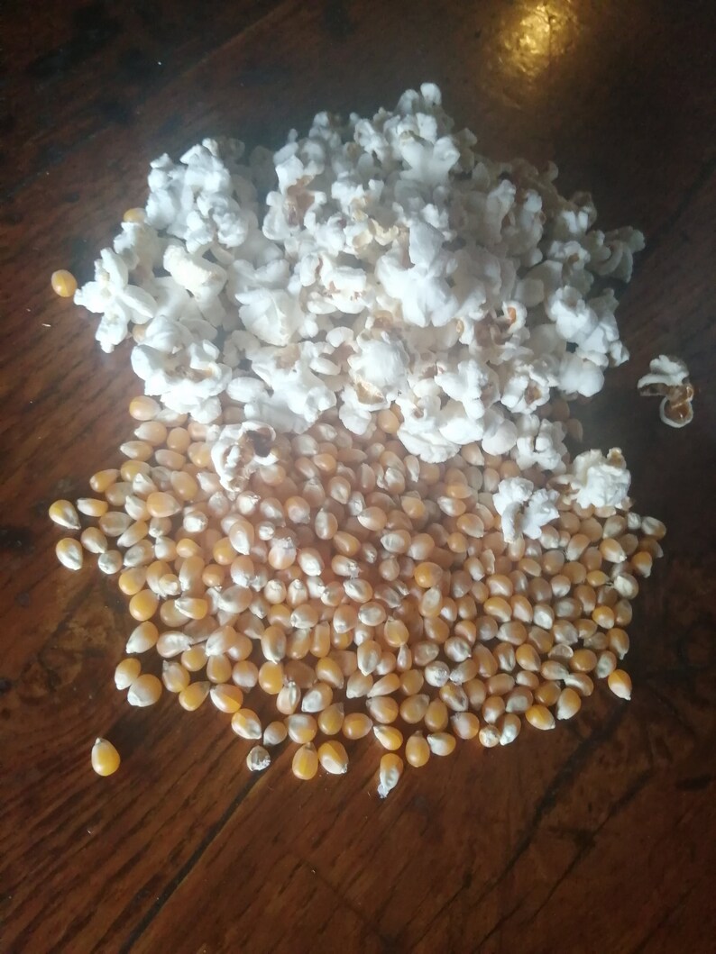 Homegrown unpopped Popcorn Popping corn kernels Completely Etsy