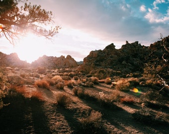 Joshua Tree photography, Desert photography, Travel photo print, National Park photo, Fine Art Photography print, Home Decor, House Warming