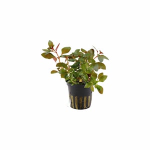 Ludwigia Repens Red Aquarium Plant - 2 Inch Pot BUY 2 GET 1 FREE