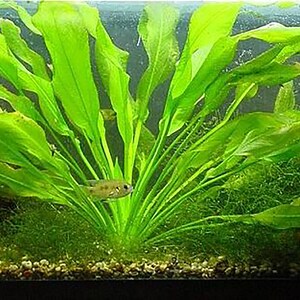 Amazon Sword Echinodorus Bleheri Live Aquarium Aquatic Plants Free Shipping image 7