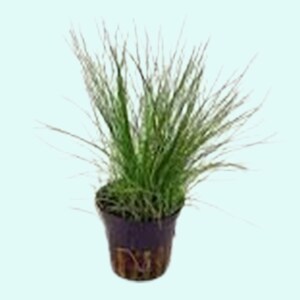 Dwarf Hairgrass Eleocharis Parvula Live Aquarium Foreground Plants Carpet Plant FreshWater Fish Tank BUY 2 GET 1 FREE Free Shipping image 7