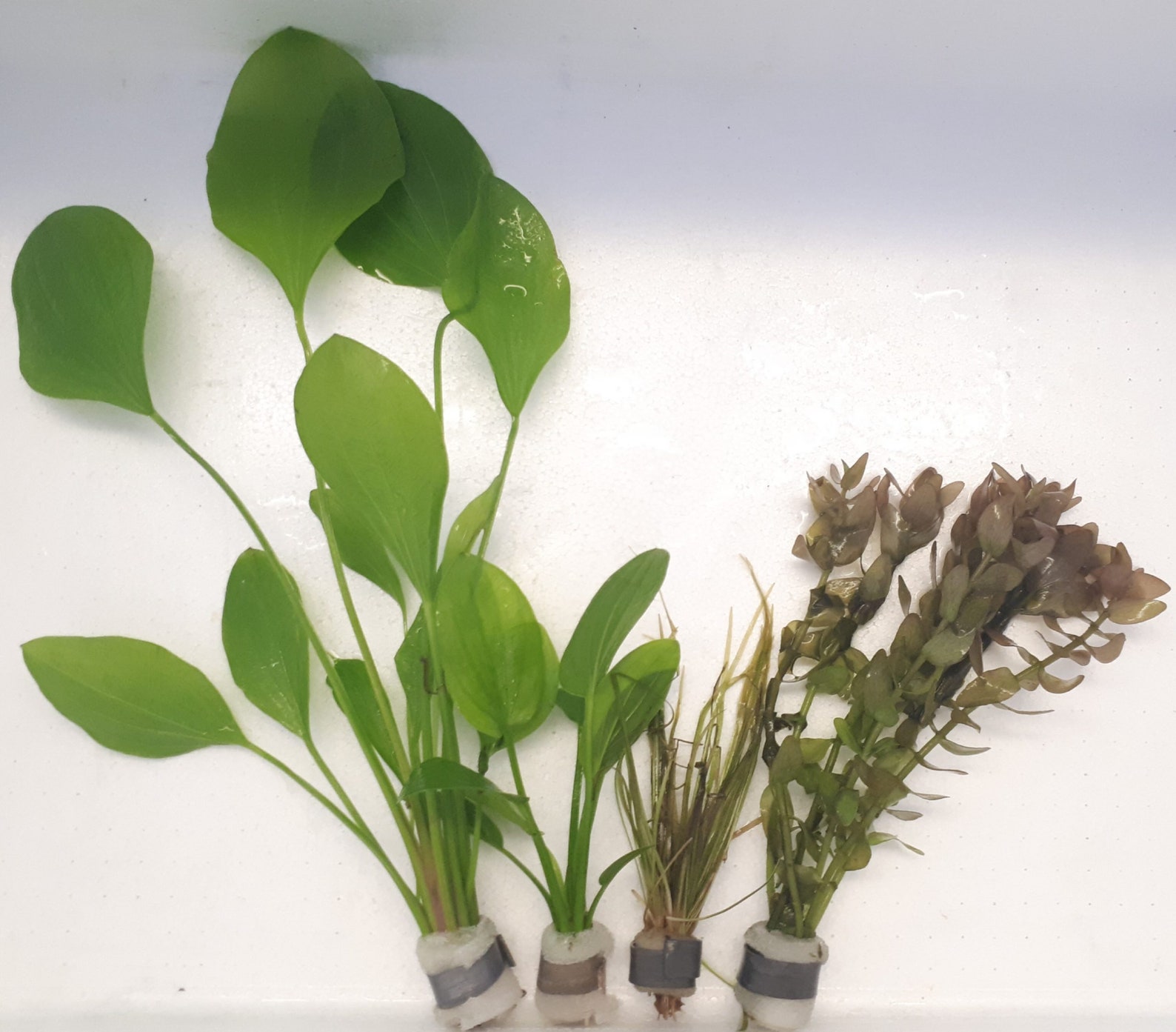 Plant Anchor Weights 10 Pieces Live Aquarium Aquatic Plants Etsy