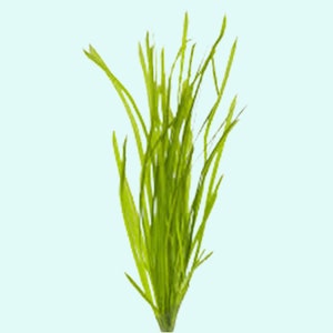 Jungle Vallisneria Val Plants Set of 18 Plants Live Aquarium Plants Low-Maintenance Aquatic Plants BUY 2 GET 1 FREE Free Shipping image 3