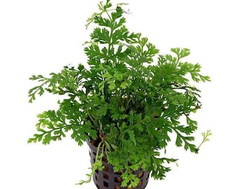 Mini Bolbitis Difformis: Beginner Live Aquarium Plant - BUY 2 GET 1 FREE