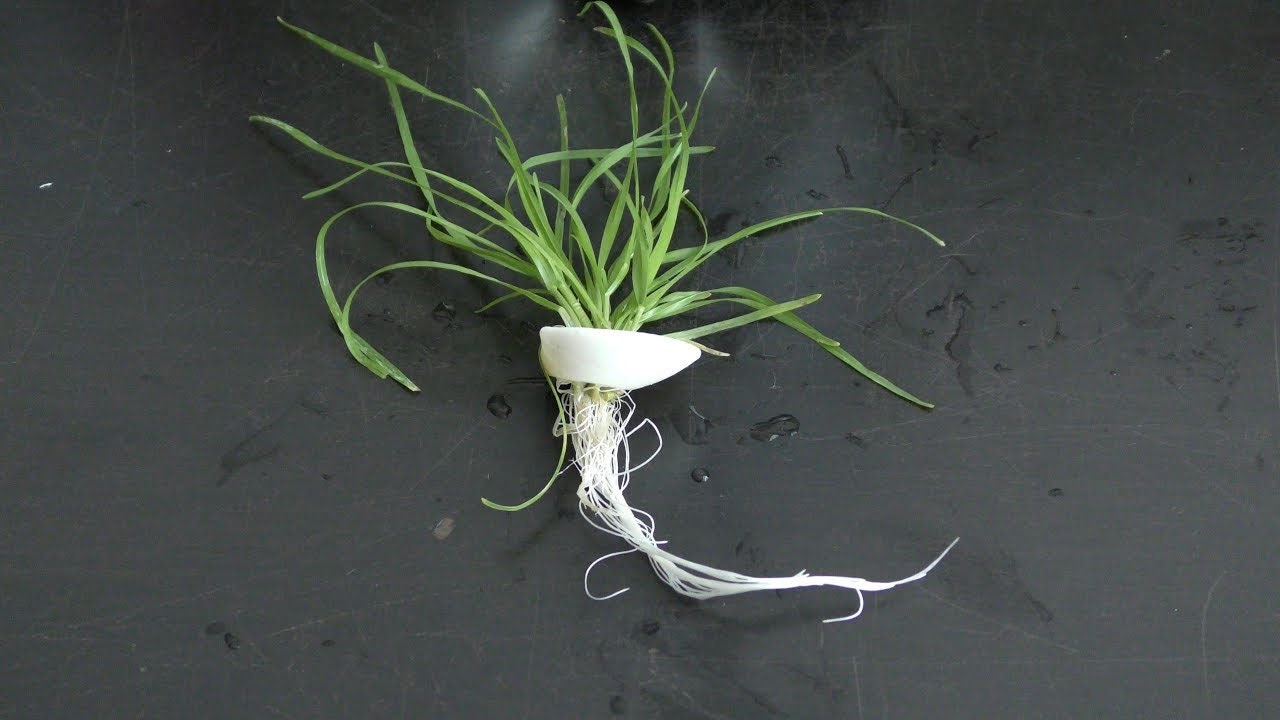 Plant Anchor Weights 10 Pieces Live Aquarium Aquatic Plants Etsy